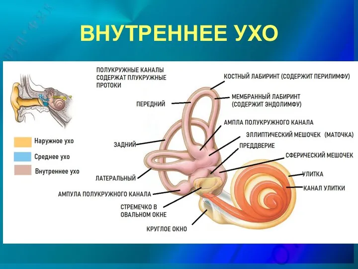 ВНУТРЕННЕЕ УХО