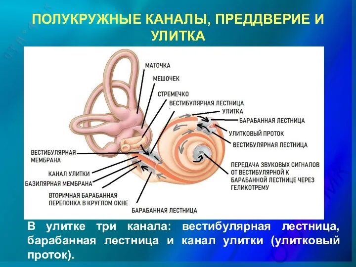 ПОЛУКРУЖНЫЕ КАНАЛЫ, ПРЕДДВЕРИЕ И УЛИТКА В улитке три канала: вестибулярная лестница,