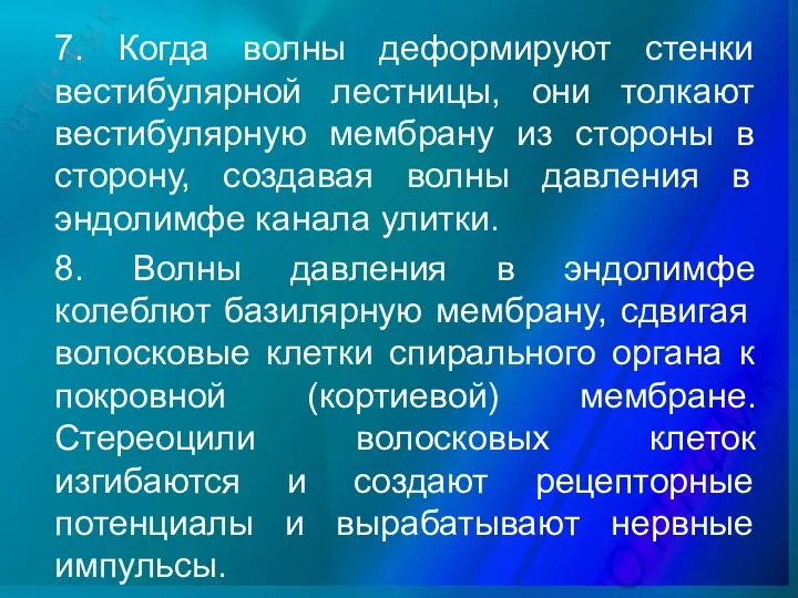 7. Когда волны деформируют стенки вестибулярной лестницы, они толкают вестибулярную мембрану