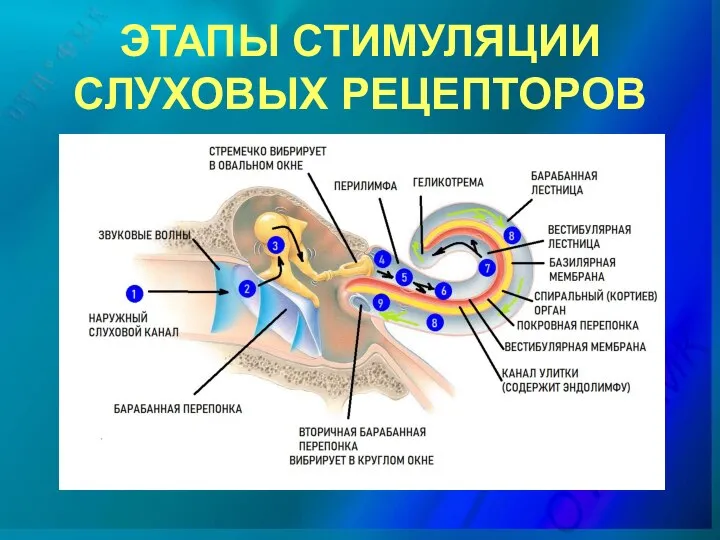 ЭТАПЫ СТИМУЛЯЦИИ СЛУХОВЫХ РЕЦЕПТОРОВ