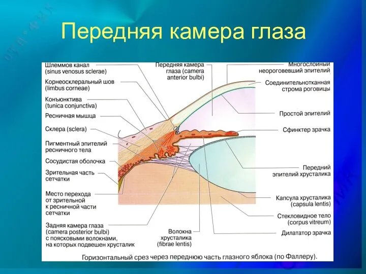 Передняя камера глаза