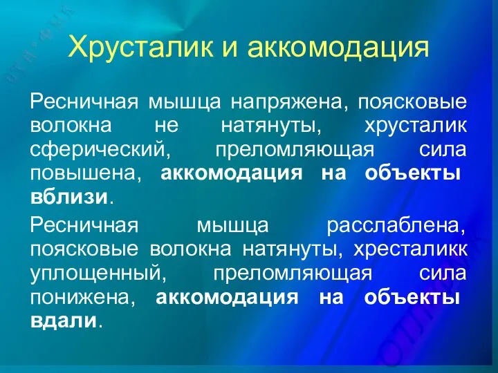 Хрусталик и аккомодация Ресничная мышца напряжена, поясковые волокна не натянуты, хрусталик