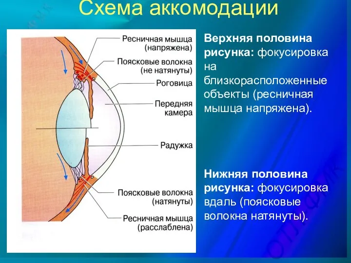 Схема аккомодации Верхняя половина рисунка: фокусировка на близкорасположенные объекты (ресничная мышца