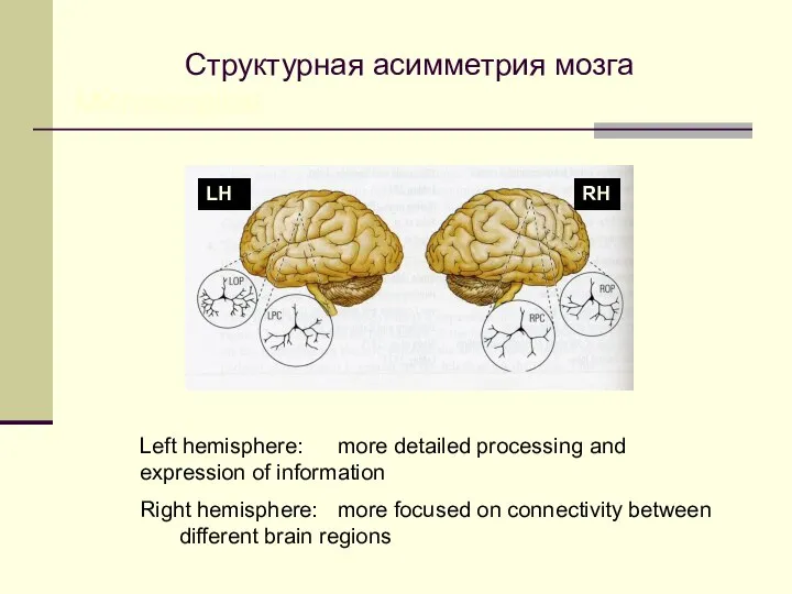 Структурная асимметрия мозга Microscopical Left hemisphere: more detailed processing and expression