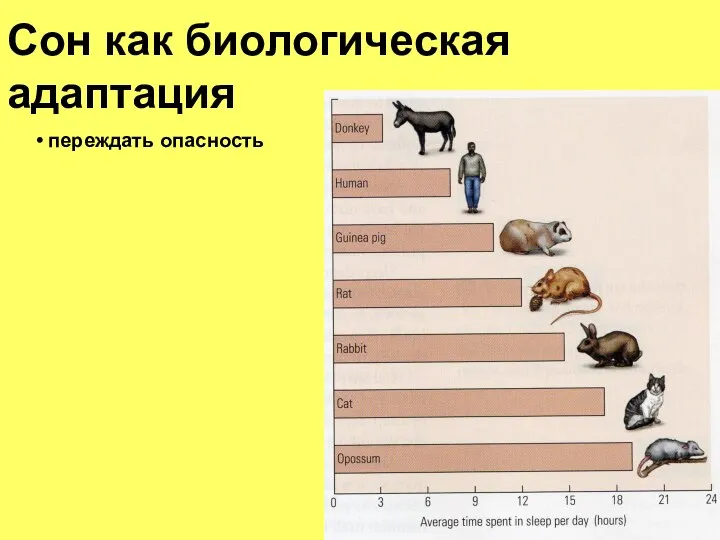 Сон как биологическая адаптация переждать опасность