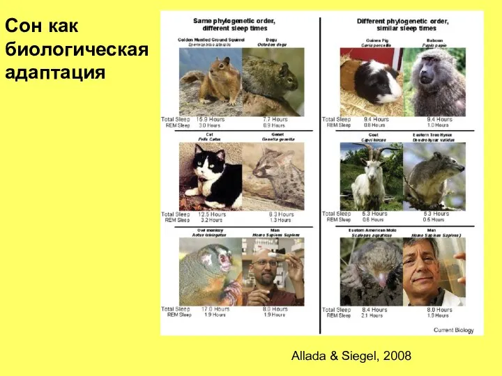 Сон как биологическая адаптация Allada & Siegel, 2008