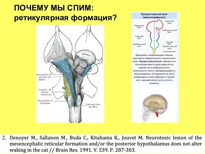 ПОЧЕМУ МЫ СПИМ: ретикулярная формация?