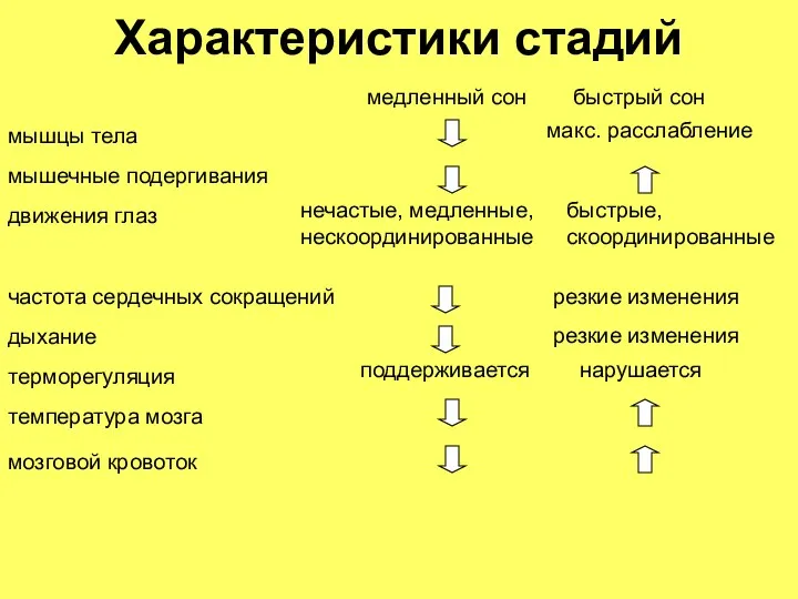 Характеристики стадий медленный сон быстрый сон дыхание частота сердечных сокращений терморегуляция