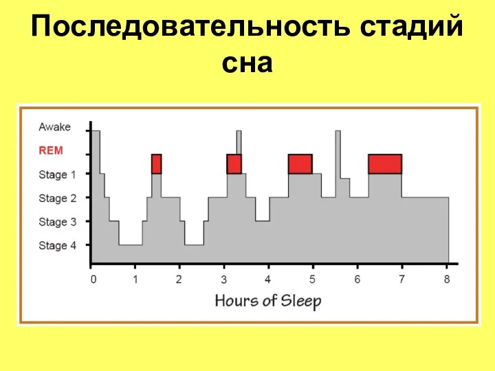 Последовательность стадий сна