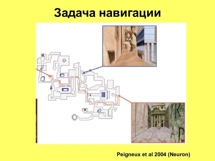 Задача навигации Peigneux et al 2004 (Neuron)