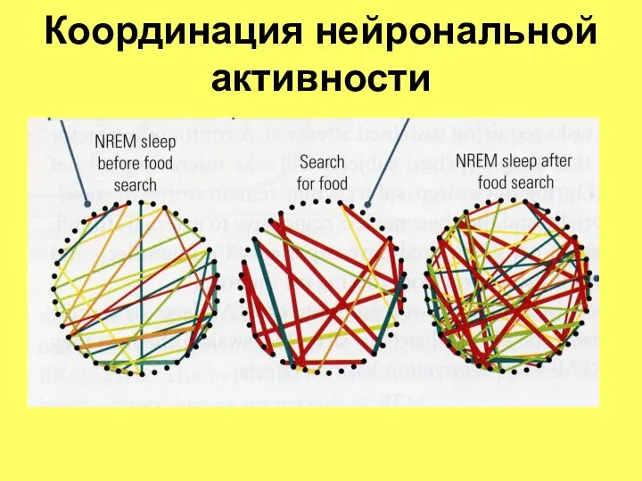 Координация нейрональной активности