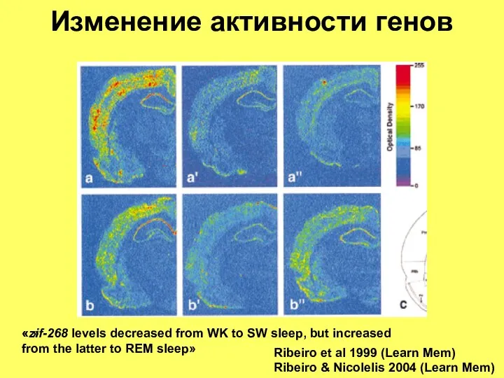 Изменение активности генов «.» Ribeiro et al 1999 (Learn Mem) «zif-268