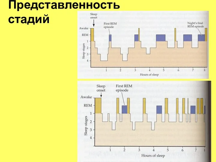 Представленность стадий