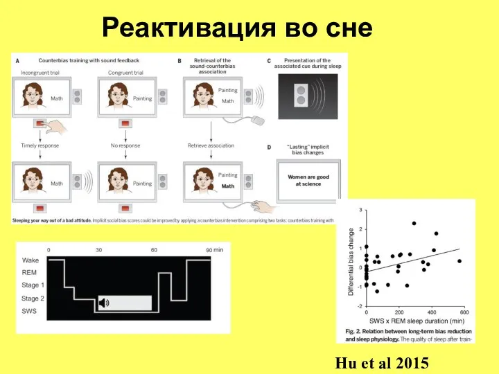 Реактивация во сне Hu et al 2015