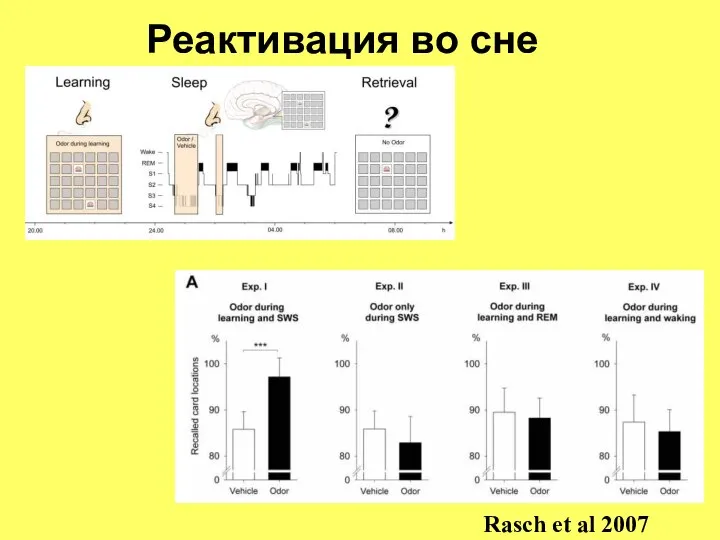 Реактивация во сне Rasch et al 2007