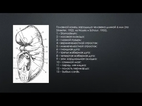 Головной конец зародыша человека длиной 6 мм (по Streeter, 1922, из