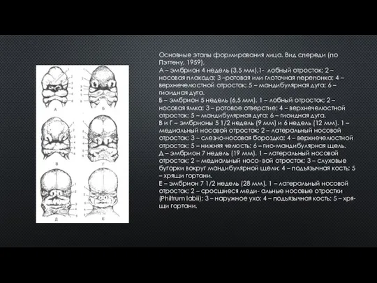 Основные этапы формирования лица. Вид спереди (по Пэттену, 1959). А –