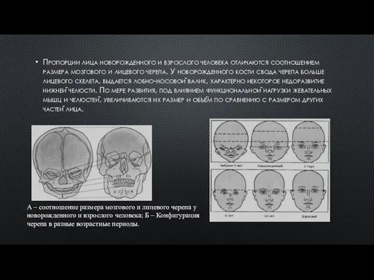 Пропорции лица новорожденного и взрослого человека отличаются соотношением размера мозгового и