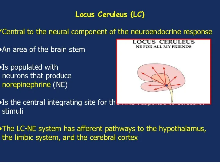 Locus Ceruleus (LC) Central to the neural component of the neuroendocrine