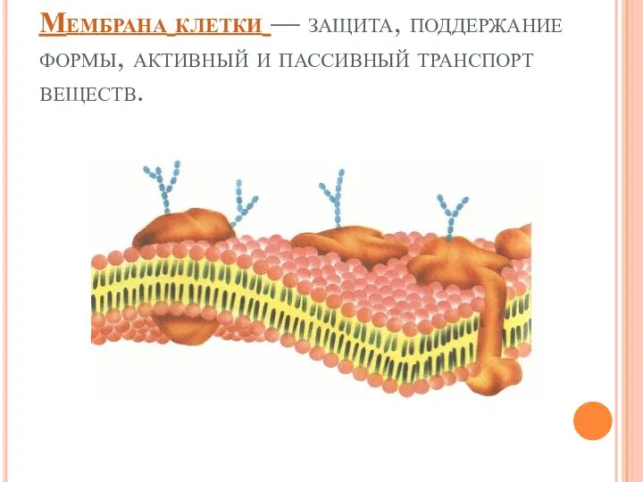 Мембрана клетки — защита, поддержание формы, активный и пассивный транспорт веществ.