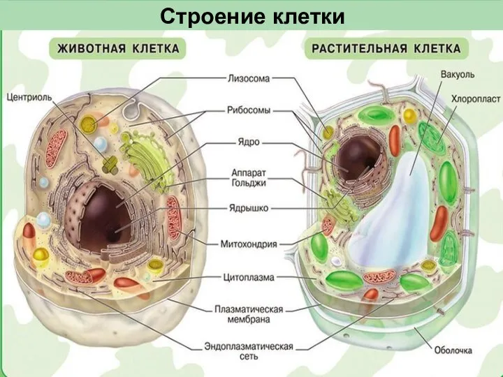 Строение клетки