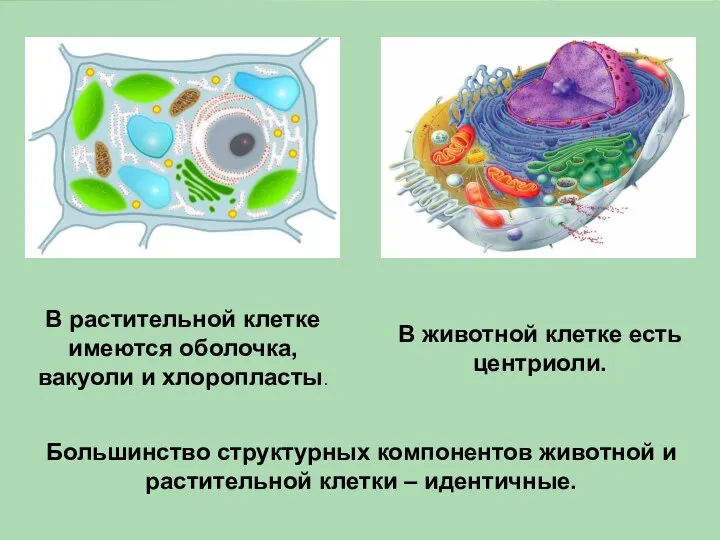 В растительной клетке имеются оболочка, вакуоли и хлоропласты. В животной клетке