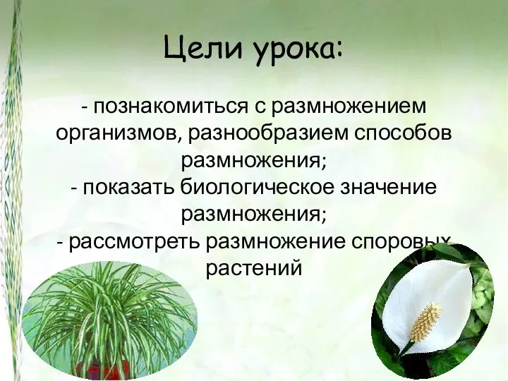 Цели урока: - познакомиться с размножением организмов, разнообразием способов размножения; -