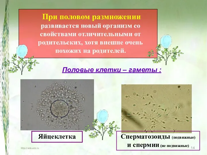 При половом размножении развивается новый организм со свойствами отличительными от родительских,