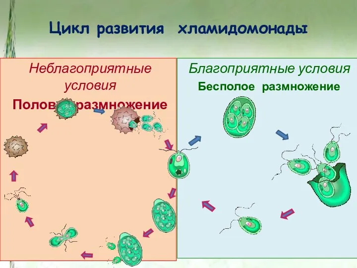 Цикл развития хламидомонады Неблагоприятные условия Половое размножение Благоприятные условия Бесполое размножение