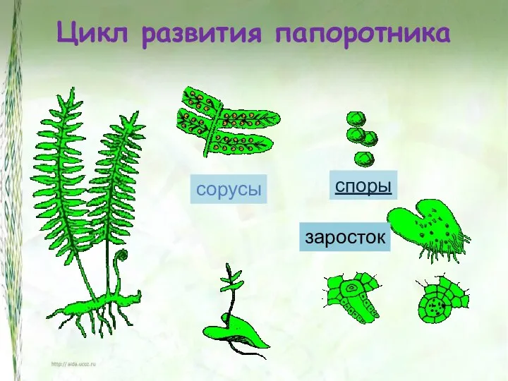 Цикл развития папоротника сорусы споры заросток