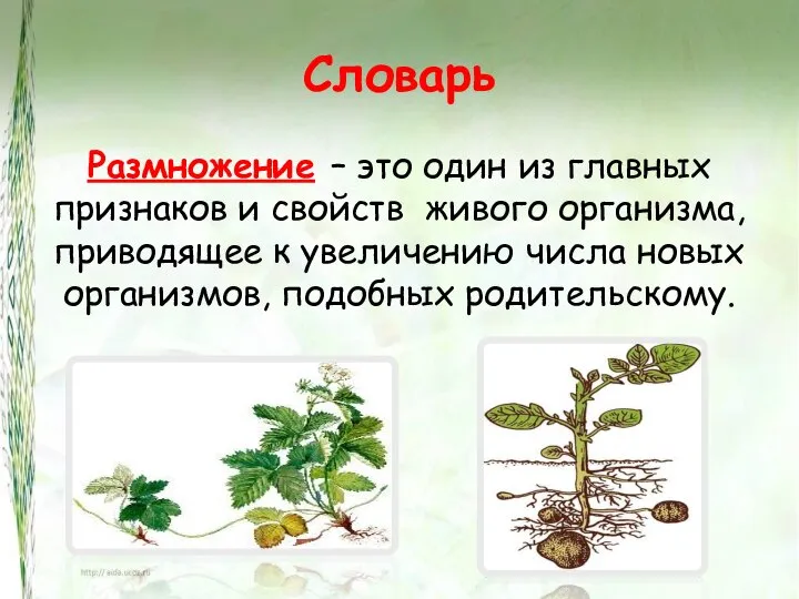 Словарь Размножение – это один из главных признаков и свойств живого