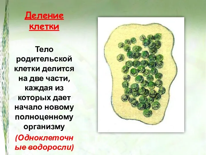 Деление клетки Тело родительской клетки делится на две части, каждая из