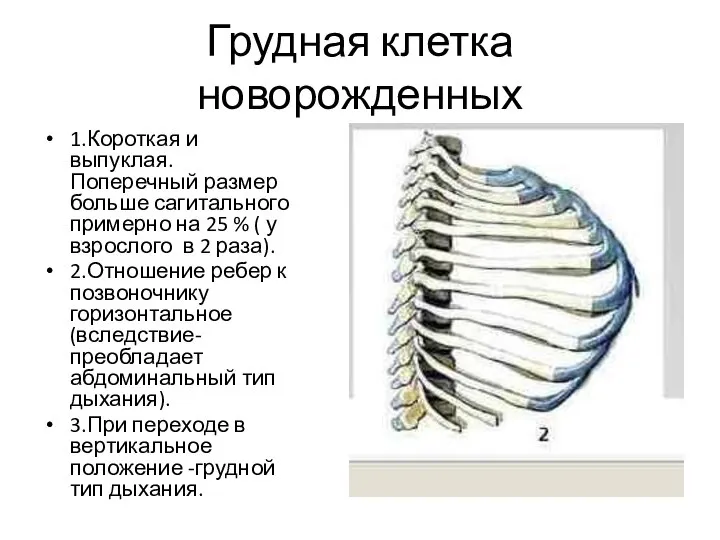 Грудная клетка новорожденных 1.Короткая и выпуклая. Поперечный размер больше сагитального примерно