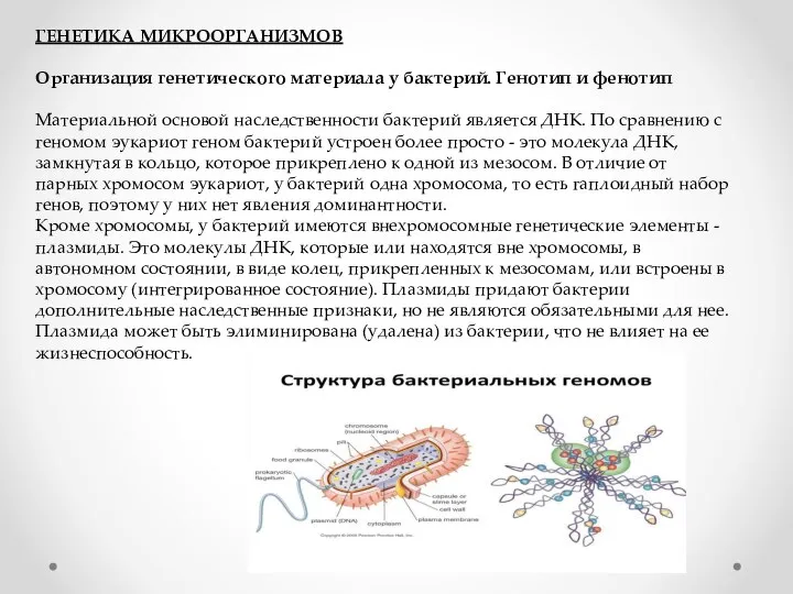 ГЕНЕТИКА МИКРООРГАНИЗМОВ Организация генетического материала у бактерий. Генотип и фенотип Материальной