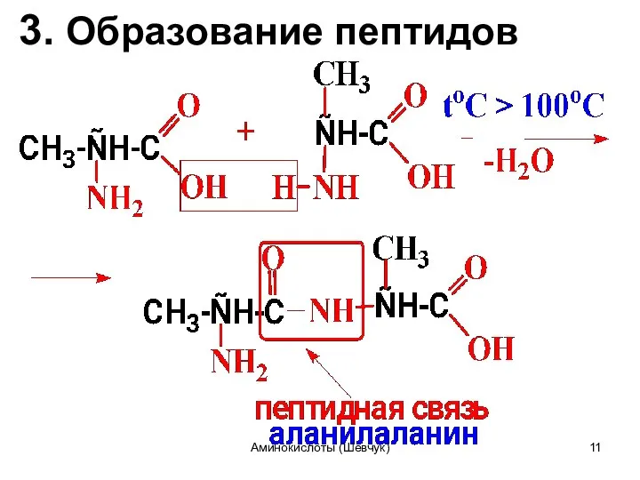 3. Образование пептидов Аминокислоты (Шевчук)