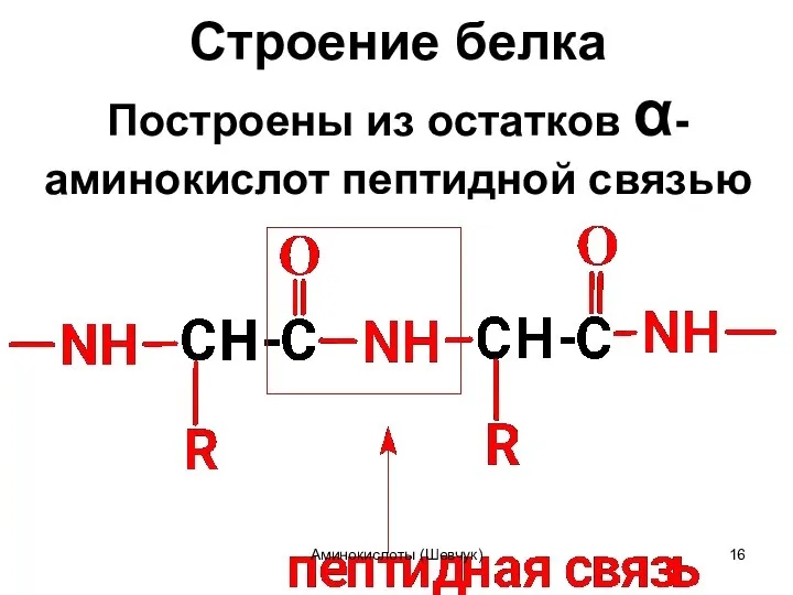 Строение белка Построены из остатков α-аминокислот пептидной связью Аминокислоты (Шевчук)