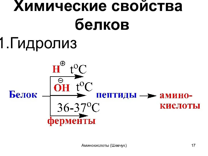 Химические свойства белков Гидролиз Аминокислоты (Шевчук)