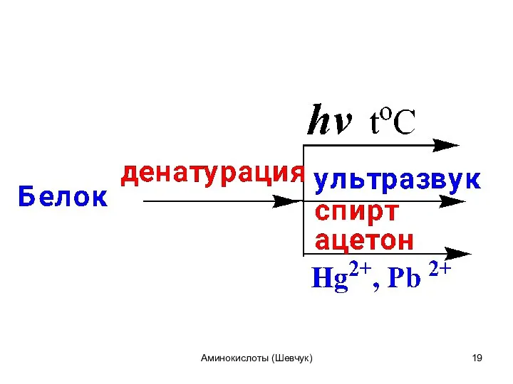 Аминокислоты (Шевчук)