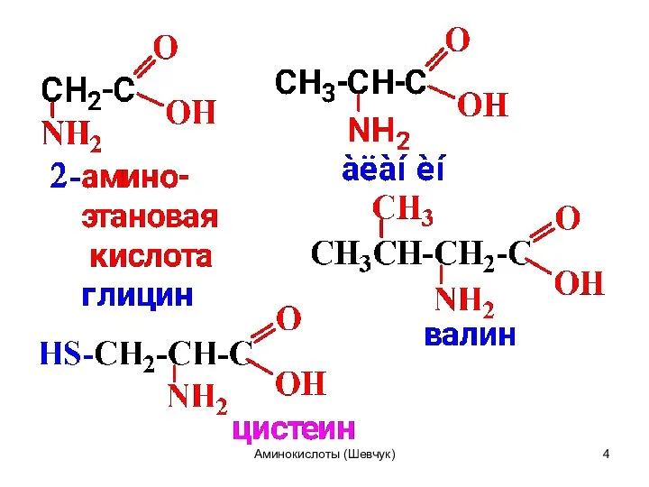 Аминокислоты (Шевчук)