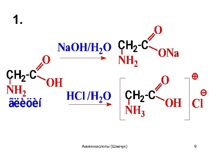 1. Аминокислоты (Шевчук)