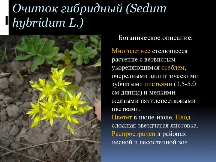 Очиток гибридный (Sedum hybridum L.) Ботаническое описание: Многолетнее стелющееся растение с