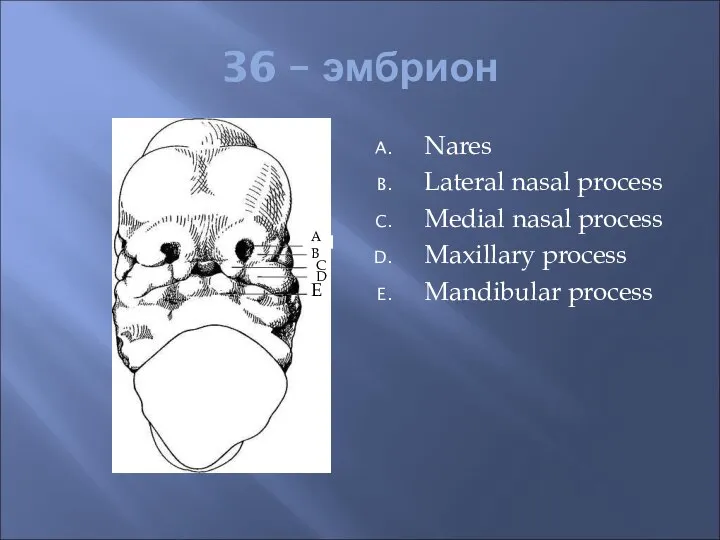 36 – эмбрион Nares Lateral nasal process Medial nasal process Maxillary