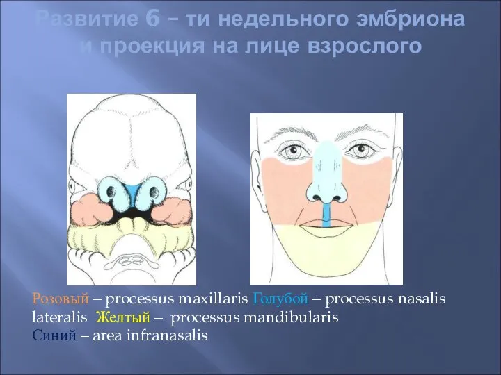 Развитие 6 – ти недельного эмбриона и проекция на лице взрослого