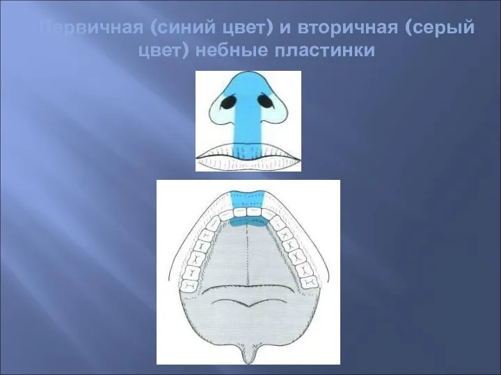 Первичная (синий цвет) и вторичная (серый цвет) небные пластинки