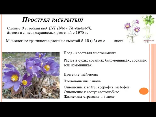 Прострел раскрытый Статус 3 с, редкий вид (NT (Near Threatened)). Внесен