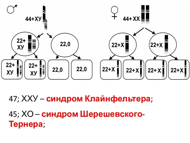 47; ХХУ – синдром Клайнфельтера; 45; ХО – синдром Шерешевского-Тернера;