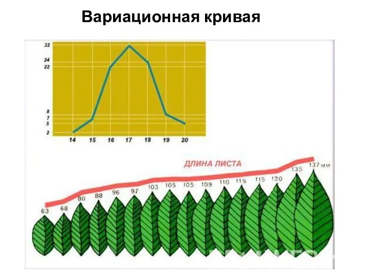 Вариационная кривая