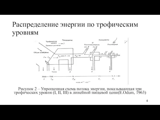 Распределение энергии по трофическим уровням Рисунок 2 – Упрощенная схема потока