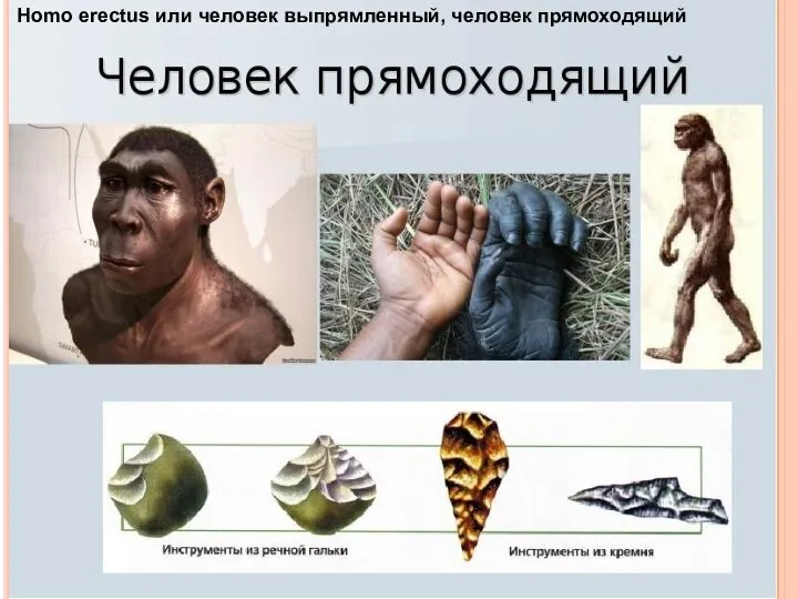 Homo erectus или человек выпрямленный, человек прямоходящий