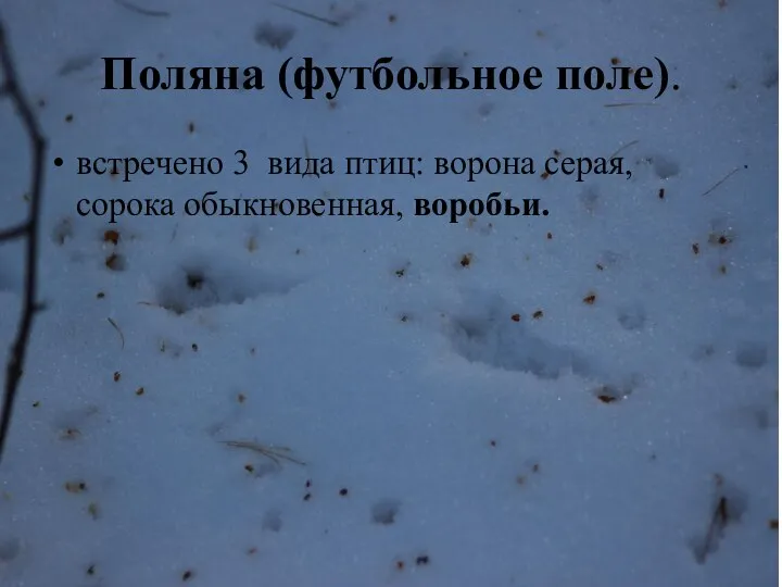 Поляна (футбольное поле). встречено 3 вида птиц: ворона серая, сорока обыкновенная, воробьи.